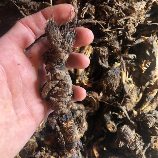 Dried Osha Root - Ligusticum Porteri