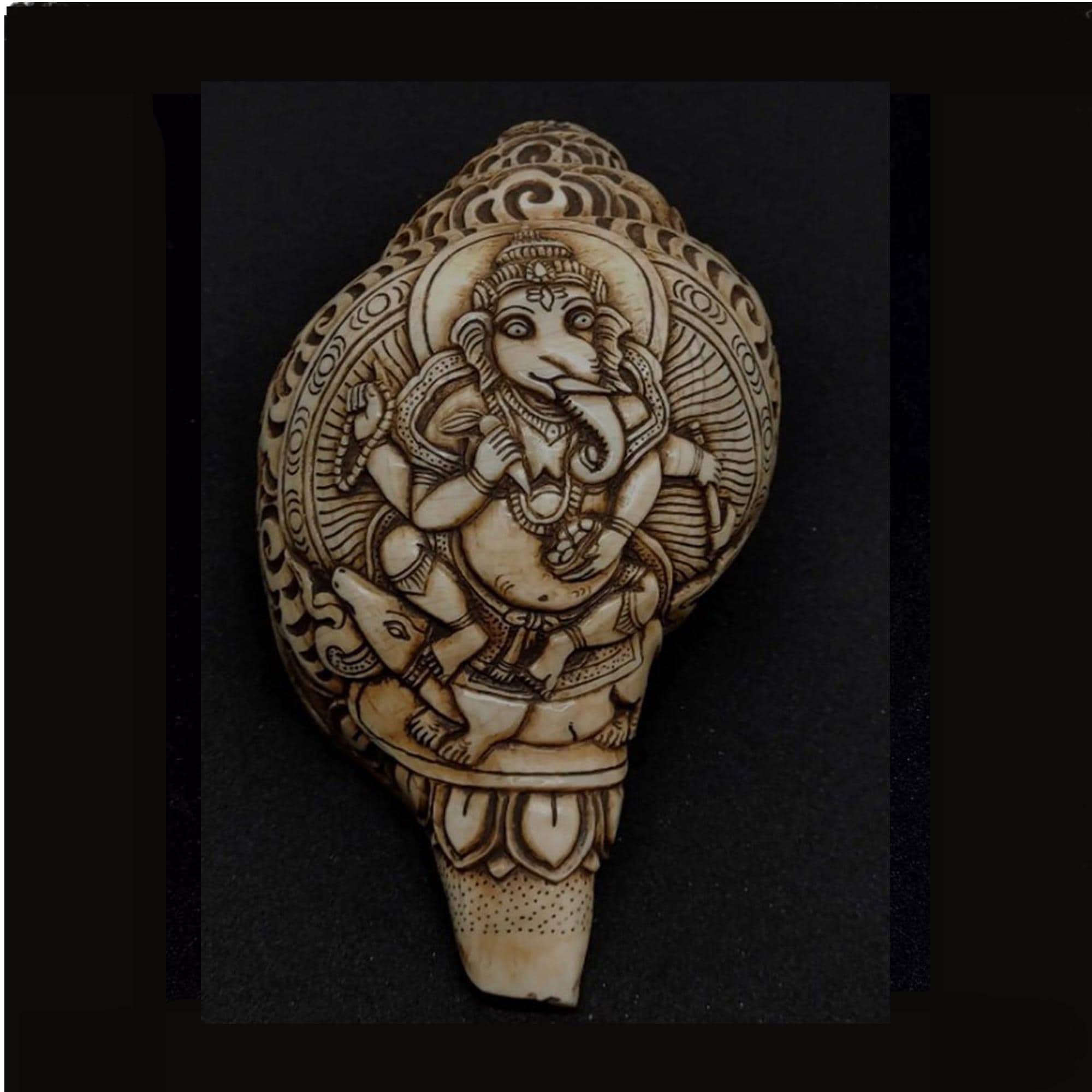 Sankha Conch - Etsy