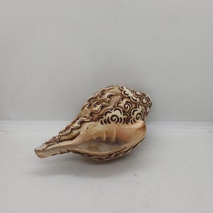 Puede incluir: Una concha blanca con intrincados tallados marrones de nubes y patrones en espiral. La concha es lisa y pulida, con un interior beige natural.