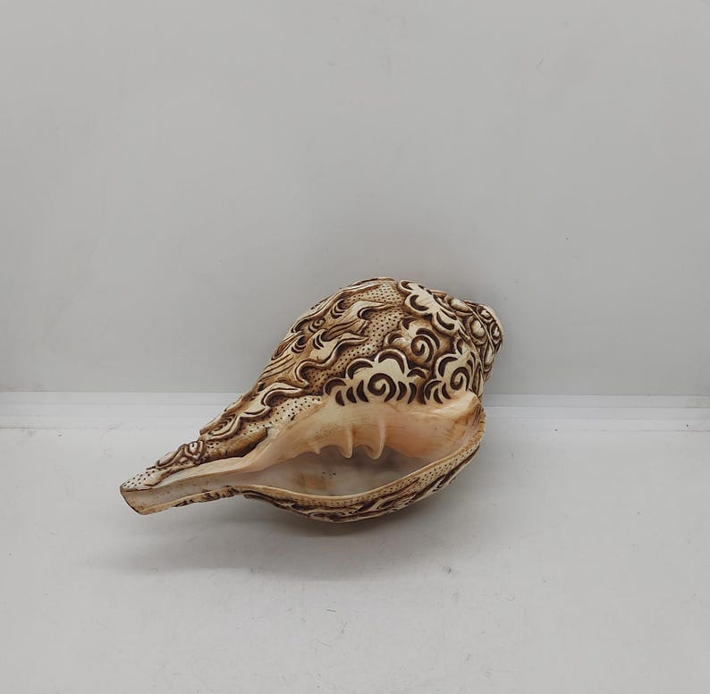 Puede incluir: Una concha blanca con intrincados tallados marrones de nubes y patrones en espiral. La concha es lisa y pulida, con un interior beige natural.