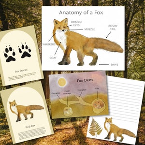 Fox Unit Study Bundle - Nature Education Printables - Watercolor Animal Nature Study - PDF Download