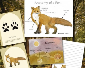Fox Unit Study Bundle - Nature Education Printables - Watercolor Animal Nature Study - PDF Download