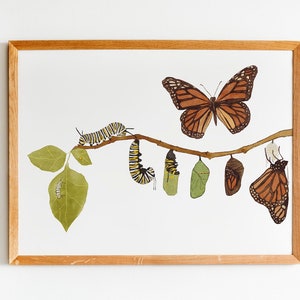 Monarch Butterfly Life Cycle Poster - Nature Watercolor Wall Art