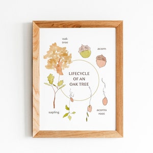 Lifecycle of an Acorn Digital Poster - Tree Life Cycle - Watercolor Art - Printable Poster