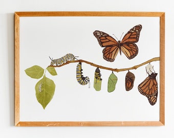 Monarch Butterfly Life Cycle Poster - Nature Watercolor Wall Art