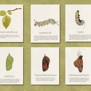 Butterfly Life Cycle Flash Cards - Lifecycle of a Monarch Printable