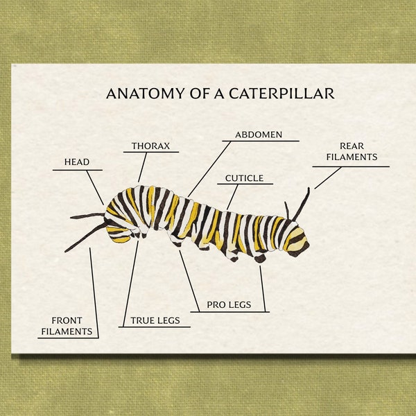 Anatomy of a Caterpillar - Monarch Butterfly Study - Printable Nature Curriculum - Watercolor Poster