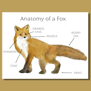 Anatomy of a Fox Worksheets - Fox Unit Study - Nature Education Printables