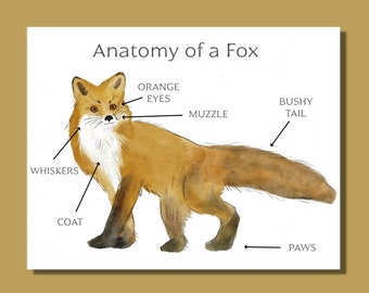 Anatomy of a Fox Worksheets - Fox Unit Study - Nature Education Printables