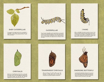 Butterfly Life Cycle Flash Cards - Lifecycle of a Monarch Printable
