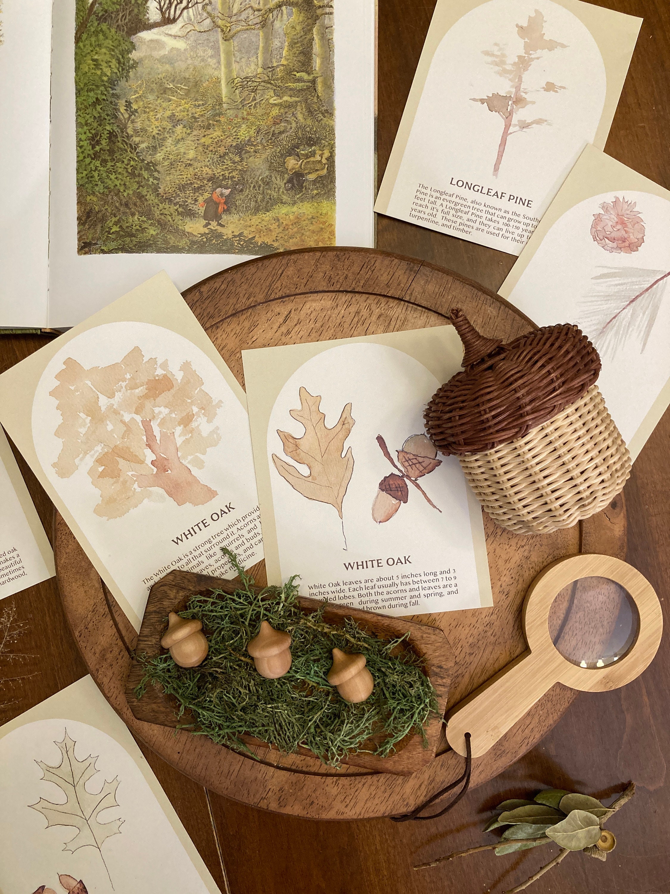 Tree Identification Flash Cards I Tree Study Flash Cards I Nature Study