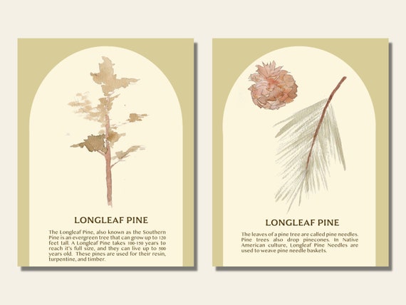 Tree Flash Card Tree Identification Flash Cards Leaf Identification Cards For Nature