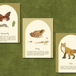 Animal Babies Flash Cards - Watercolor Illustrations - Forest Animals - Lifecycle Nature Homeschool Education
