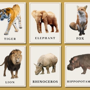 Zoo Animal Flash Cards - Zoologie - Printable Homeschool - Zoo Field Trip - Jungle Animals, Zoo Animals - Digital Download