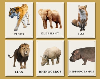 Zoo Animal Flash Cards - Zoology - Printable Homeschool - Zoo Field Trip - Jungle Animals, Zoo Animals - Digital Download