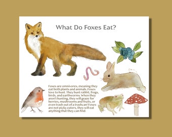 Fox Worksheet - "What Do Foxes Eat?" - Watercolor Nature Education Printable Resource