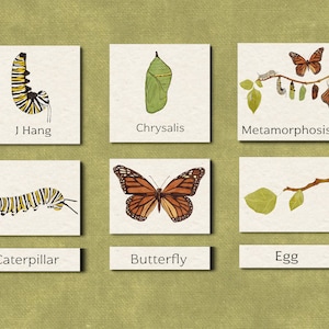 Mariposa Monarca - Tarjetas Montessori de 3 partes - Ciclo de vida de la mariposa