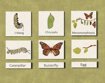 Monarch Butterfly - Montessori 3 Part Cards - Butterfly Life Cycle