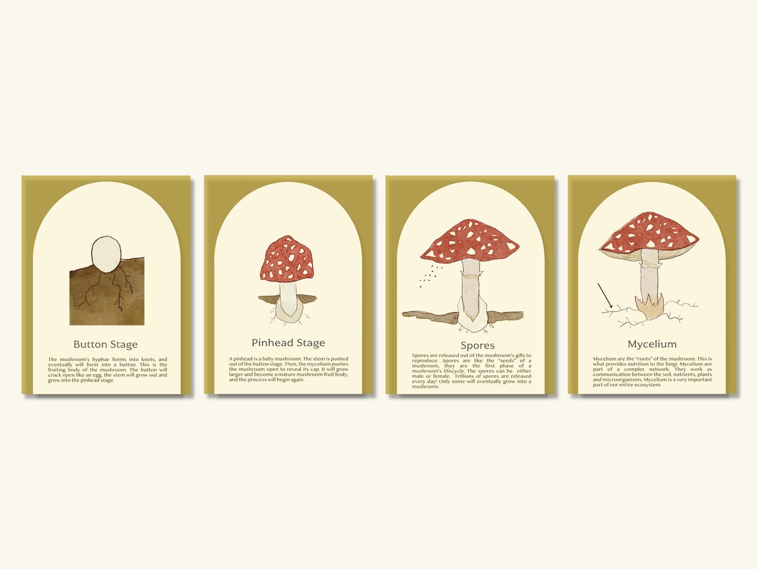 Mushroom Stage Flash Cards - Mushroom Printable Nature Study - Etsy