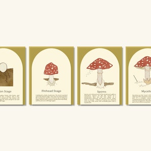 Mushroom Stage Flash Cards - Mushroom Printable Nature Study