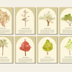 Tree Identification Flash Cards I Tree Study Flash Cards I Nature Study Homeschool Printables