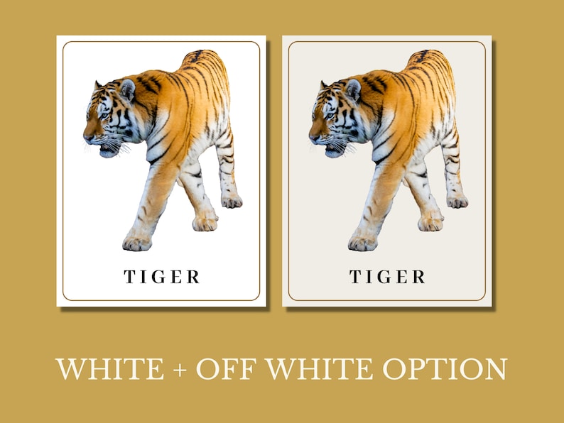 Zoo Animal Flash Cards Zoology Printable Homeschool Zoo Field Trip