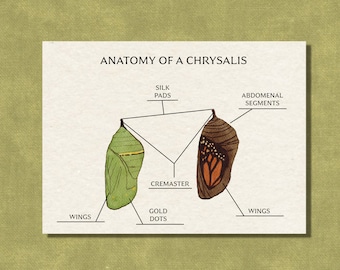 Anatomy of a Chrysalis - Monarch Butterfly Life Cycle Study - Printable Nature PDF Worksheets