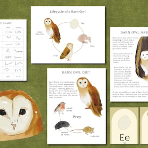 Barn Owl Study - Nature Homeschool Curriculum - Printable Nature Unit Study
