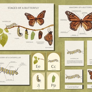 Monarch Butterfly Life Cycle Unit Study - Nature Homeschool Curriculum - Printable Flashcards, Poster, Worksheets