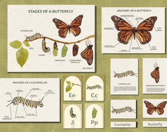 Monarch Butterfly Life Cycle Unit Study - Nature Homeschool Curriculum - Printable Flashcards, Poster, Worksheets