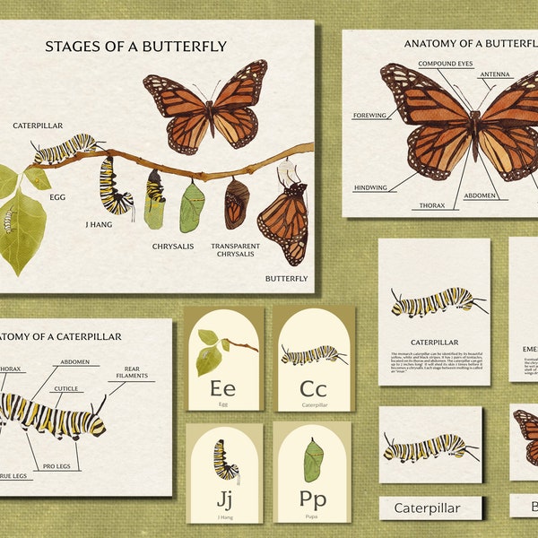 Monarch Butterfly Life Cycle Unit Study - Nature Homeschool Curriculum - Printable Flashcards, Poster, Worksheets