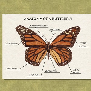 Anatomy of a Butterfly - Monarch Butterfly Study - Printable Nature Science Worksheet