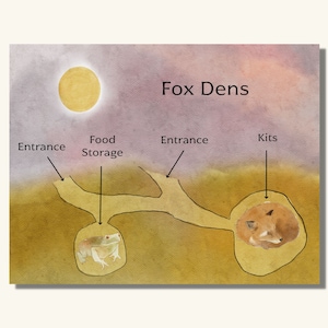 Fox Dens - Fox Unit Study - Watercolor Nature Education Printable Resources