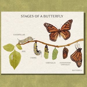 Stages of a Butterfly Worksheet - Watercolor Study Poster - Nature Curriculum Printables