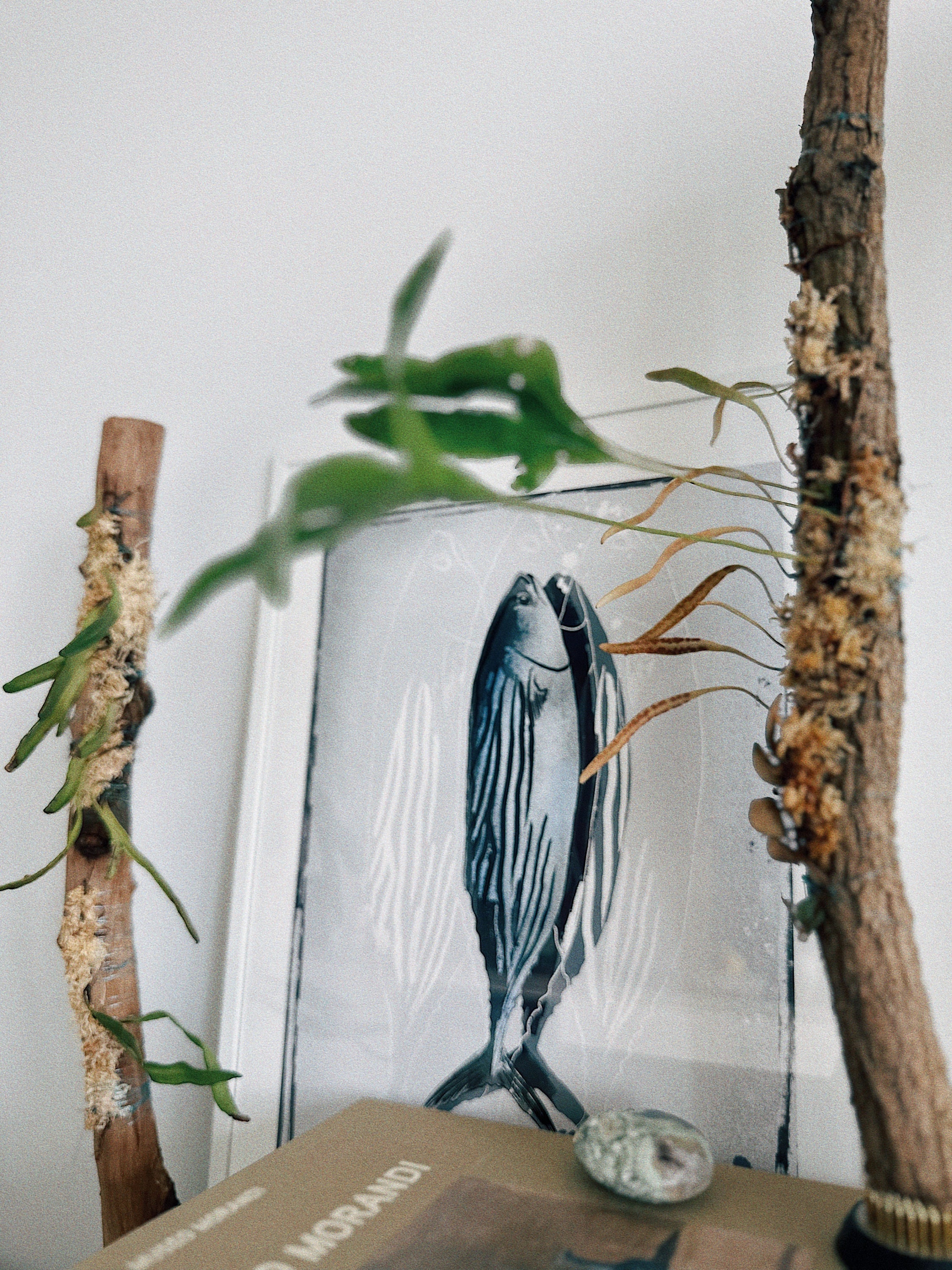 Changilloides - Etsy