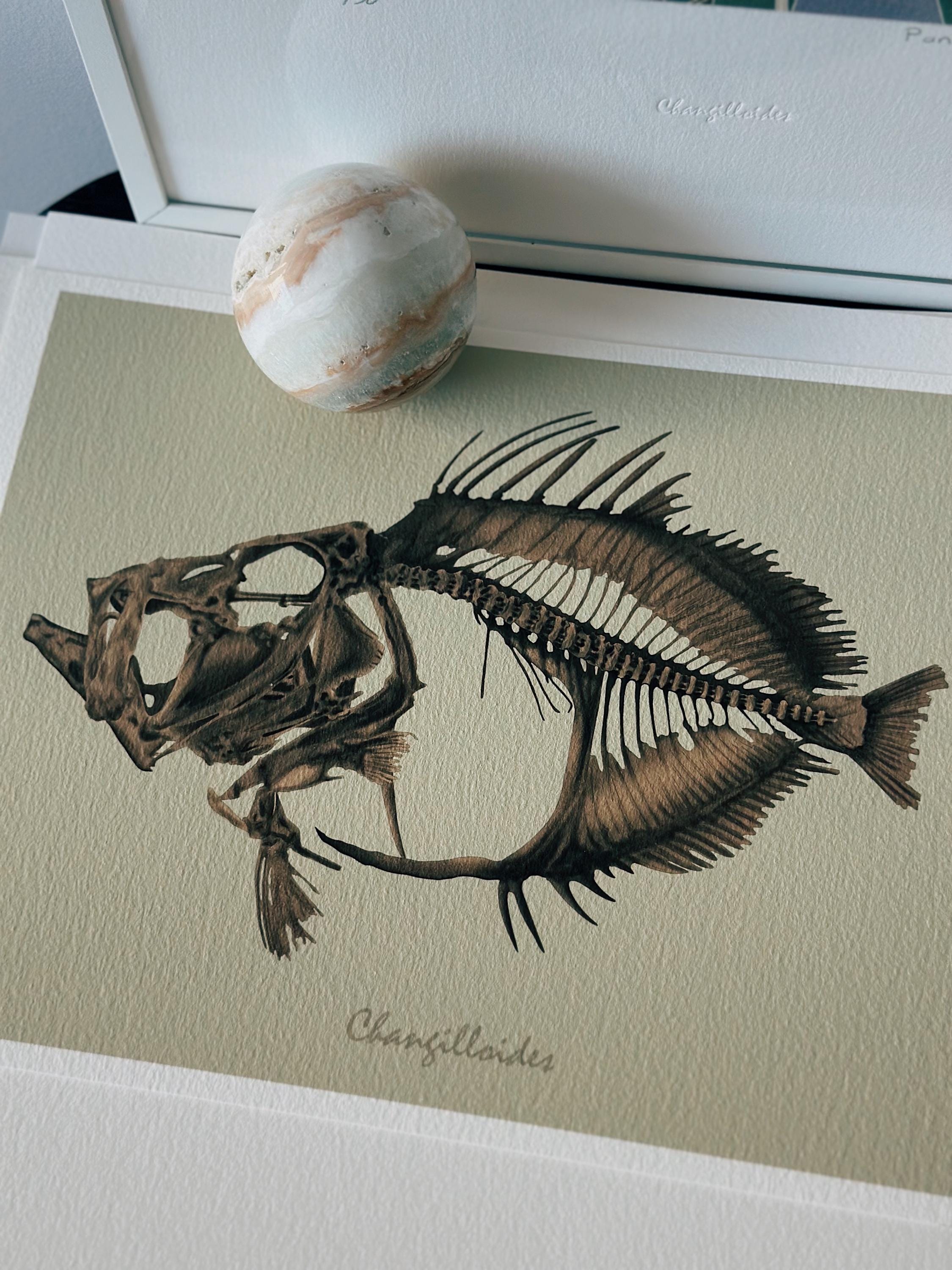 Changilloides - Etsy