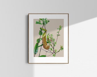Botanical Illustration Giclee Print - Serendipity in The Cloud Forest Vol.2 - Nepenthes tentaculata | A3 | Limited Edition of 80