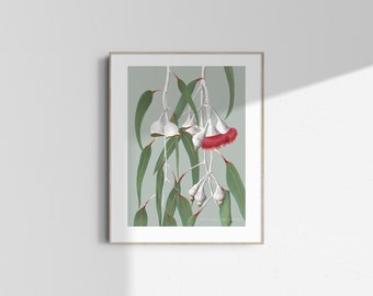 Botanical Illustration Giclée Print - Eucalyptus caesia | A3 | Limited Edition of 50