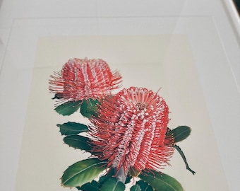 Puede incluir: Una ilustración botánica enmarcada de una flor de Banksia roja y blanca con hojas verdes.