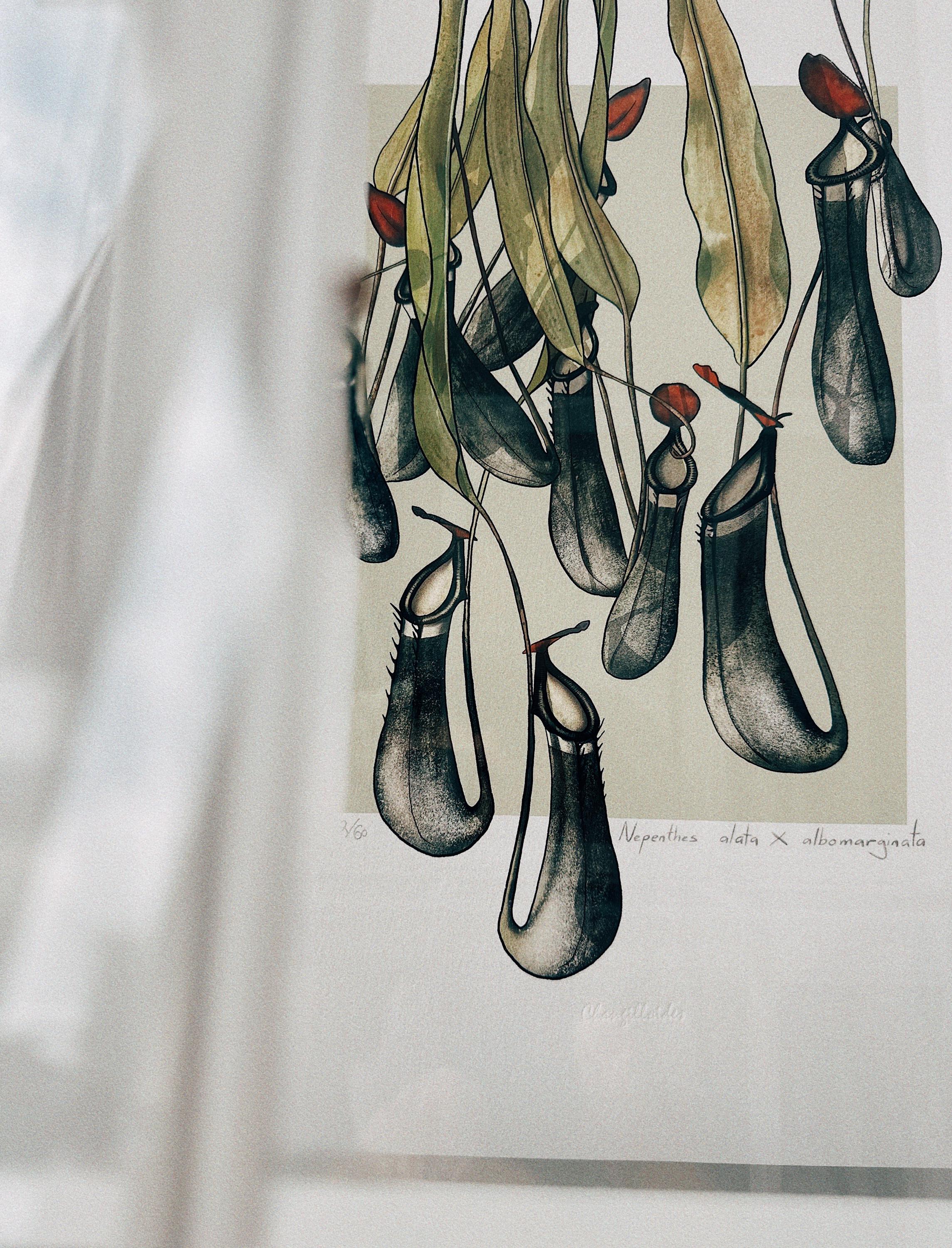 現品❗️超希少❗️胡蝶蘭❤️ブルージーン 生花