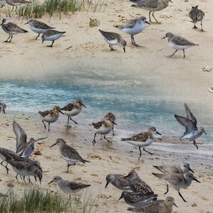 Può includere: Tessuto raffigurante una scena di spiaggia con numerosi uccelli costieri. Gli uccelli, in tonalità di marrone, grigio e bianco, sono raffigurati su una spiaggia sabbiosa con macchie di erba verde. Lo sfondo mostra un oceano blu, creando un motivo naturalistico.