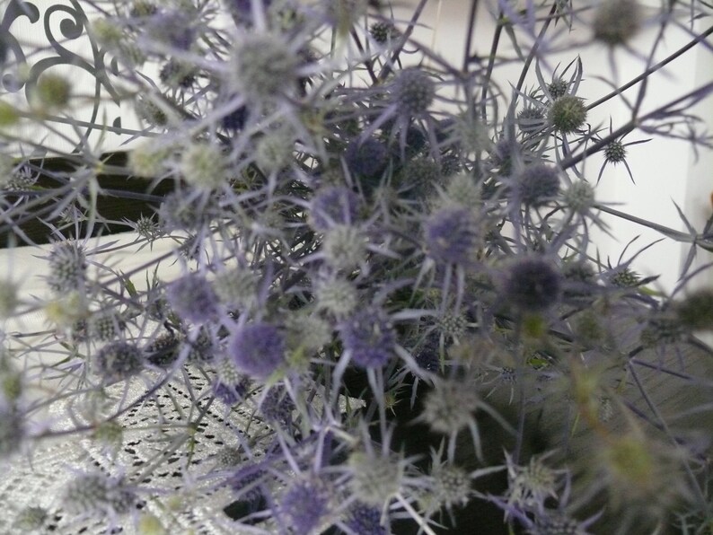 Dried Wild Eryngium Dried Flower Bunch of Dried Sea Holly Etsy