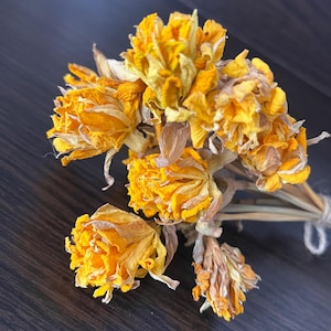 10 Dried Narcissus Flowers with Stems | Yellow Flowers | Natural Dry Flowers for Vase | Wildflowers | DIY Craft Supplies