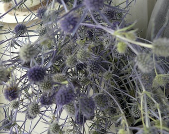 Dried Sea Holly Bundle, Wild Eryngium, Natural Thistle Decor.