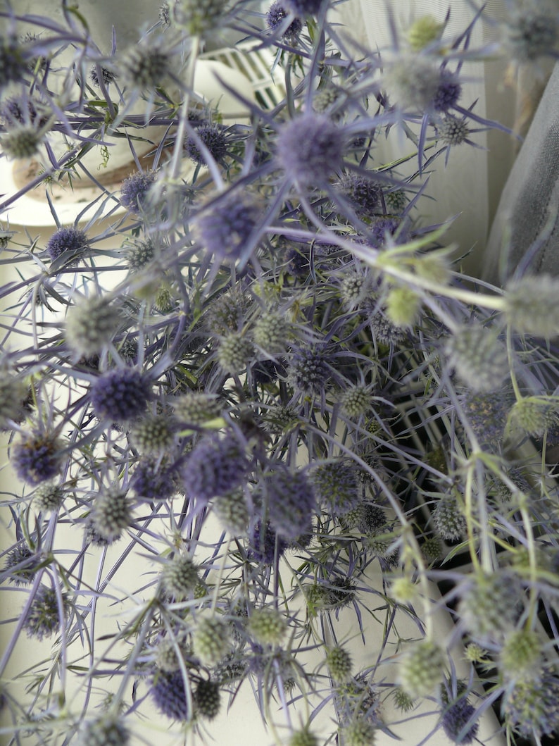 Dried wild Eryngium dried flower bunch of dried Sea Holly Etsy