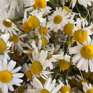 Puede incluir: Primer plano de un ramo de flores de manzanilla blancas con centros amarillos. Las flores est&aacute;n dispuestas en un patr&oacute;n aleatorio y algunos tallos son visibles.