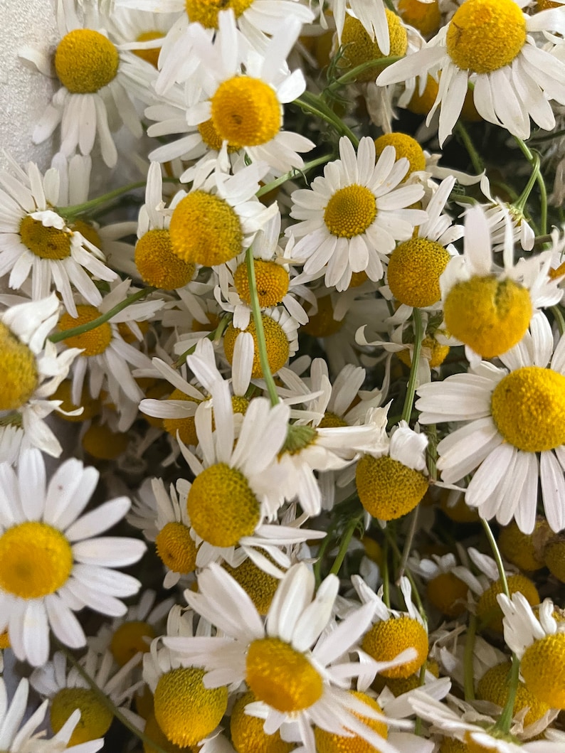 Puede incluir: Primer plano de un ramo de flores de manzanilla blancas con centros amarillos. Las flores est&aacute;n dispuestas en un patr&oacute;n aleatorio y algunos tallos son visibles.