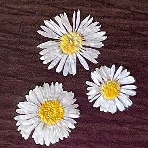 Dried chamomile, white chamomile, dried flower, wedding decoration, white dried flower, mini chamomile,  resin jewelryDIY,