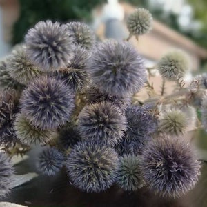 Dried blue flowers, Home Decor, Bunch of pale blue globe thistle, Globe Thistle, pale blue thistle, Bouquet of Dried Blue flowers, Echinops