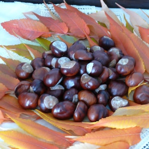 100 Horse Chestnuts, Dried Horse Chestnuts, buckeye, wedding decor, home decor, filler, dried filler, DIY, autumn decor.